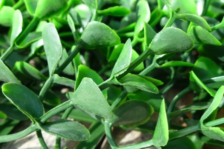 artificial Boxwood hedge