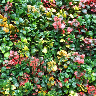 Leucodendron multicolor