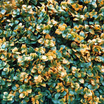 Leucodendron oranje