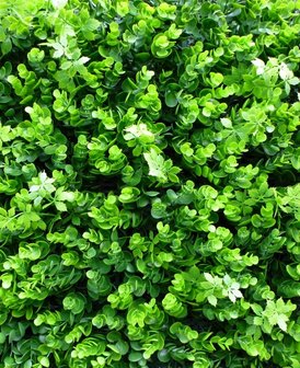 Boxwood vegetation artificial hedge.