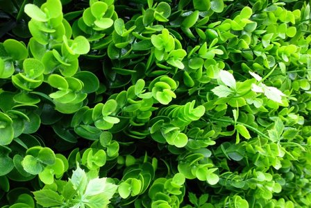 Boxwood vegetation artificial hedge.