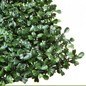 buxus detail