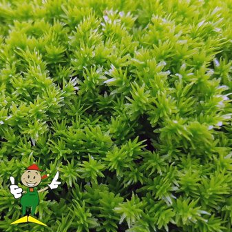 artificial Reindeer Moss