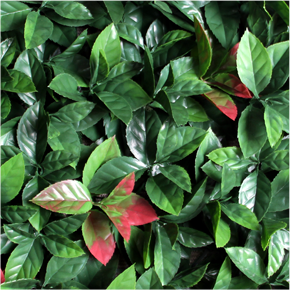 Photinia red robin Artificial hedge