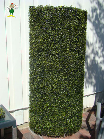 buxus paravan 