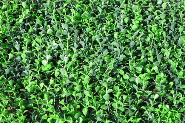 artificial Boxwood hedge
