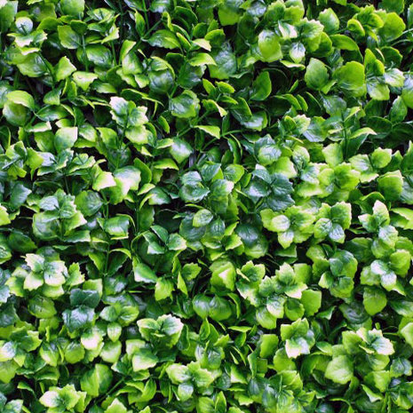 Leucodendron groen