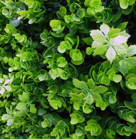 Boxwood vegetation artificial hedge.