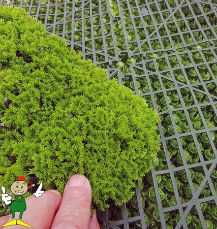 artificial Reindeer Moss