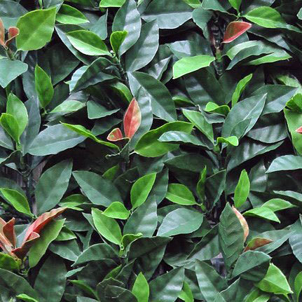 Photinia Red-robin