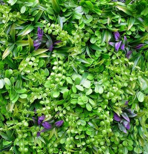 Liliengras kunsthecke