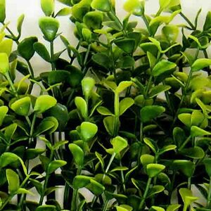 Buxus kunsthaag