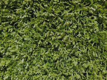 Duizendblad Kunstmos