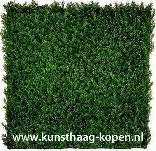 Conifeer Japanse cipres Kunsthaag