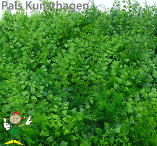 Tropische bladerendecoratie