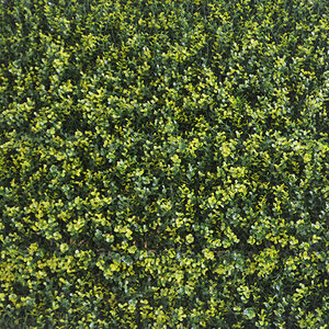 Bonte Buxus kunsthaag