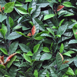 Photinia Red Robin kunsthaag brandklasse C